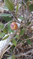 Andricus vacciniifoliae