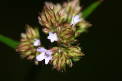 Verbena brasiliensis