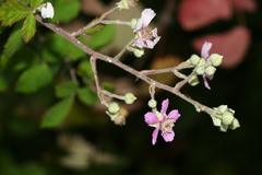 Rubus creticus