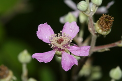 Rubus creticus