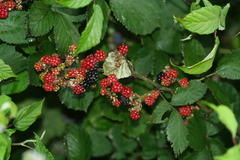 Rubus creticus