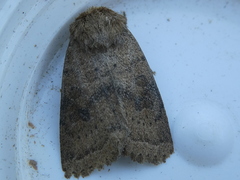 Hoplodrina octogenaria