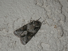 Lacinipolia quadrilineata