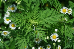 Ambrosia artemisiifolia