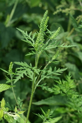 Ambrosia artemisiifolia