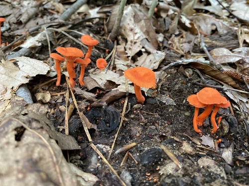 Red Chanterelle