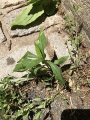 Calycomyza promissa