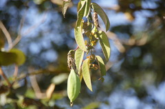 Passiflora rogitamensis