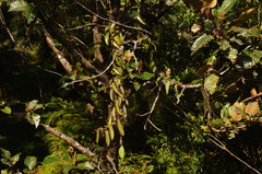 Passiflora rogitamensis