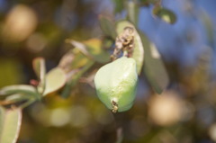 Passiflora rogitamensis