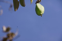 Passiflora rogitamensis