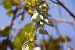 Passiflora rogitamensis