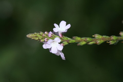 Verbena brasiliensis