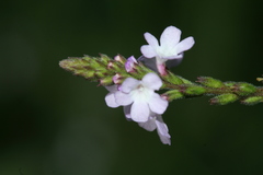 Verbena brasiliensis