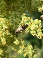 Brachyleptura circumdata