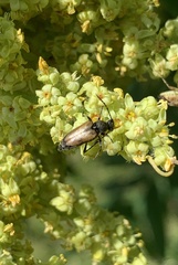 Brachyleptura circumdata
