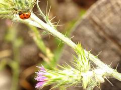 Dinocampus coccinellae