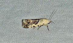 Ponometia phecolisca