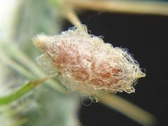 Dinocampus coccinellae