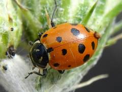 Dinocampus coccinellae