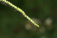Paspalum dilatatum