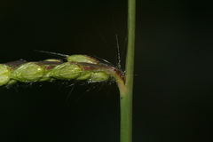 Paspalum dilatatum