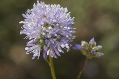 Gilia capitata capitata