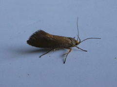 Crassa unitella