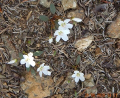 Claytonia multiscapa pacifica