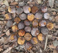 Detarium senegalense