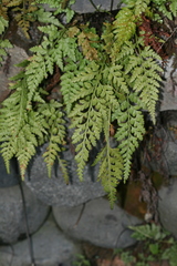 Asplenium adiantum-nigrum