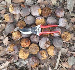 Detarium senegalense