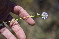 Gilia capitata capitata