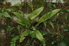 Asplenium scolopendrium