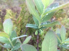 Lonicera villosa