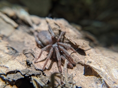 Calisoga longitarsis