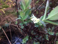 Lonicera villosa