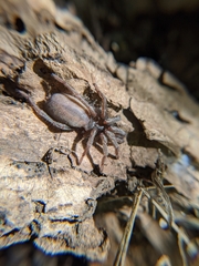 Calisoga longitarsis