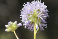 Gilia capitata capitata