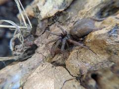 Calisoga longitarsis