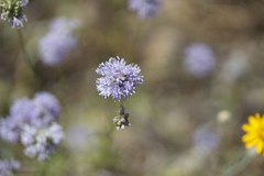 Gilia capitata capitata