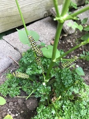 Papilio polyxenes
