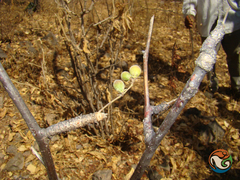 Bursera submoniliformis
