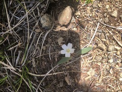 Claytonia multiscapa pacifica