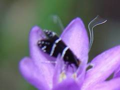 Adela septentrionella