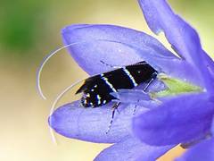 Adela septentrionella