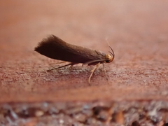 Crassa unitella