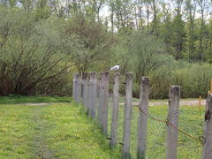 Chroicocephalus ridibundus