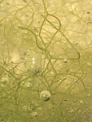 Hydrodictyon reticulatum