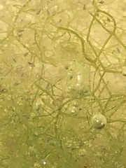 Hydrodictyon reticulatum